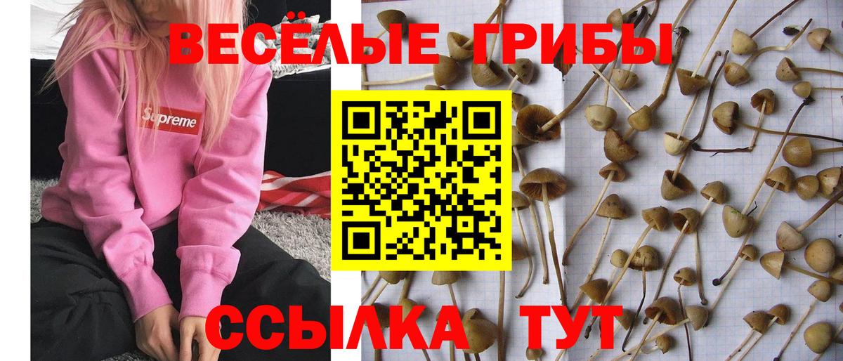 Алатырь  Псилоцибиновые грибы Magic Shrooms  Вход с VPN  Псилоцибиновые грибы Magic Shrooms 